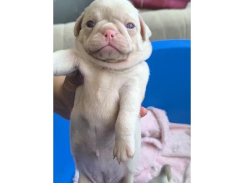 Pug mops bebekler