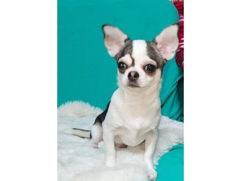 6 aylık chihuahua erkekler