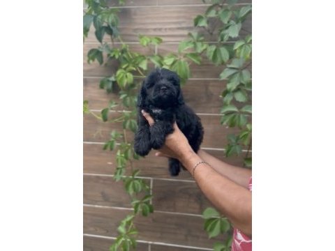Poodle ayarında maltipoo bebekler