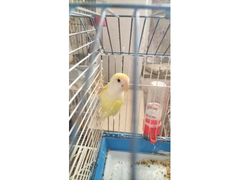 Tek erkek sevda papağanı