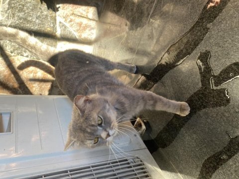 British shorthair 1,5 yaşında