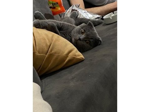 British shorthair kedimiz acil satılıktır