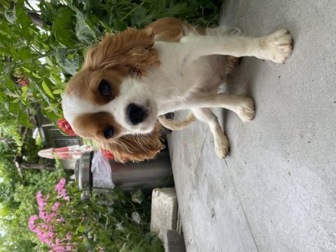 Uygundan verilecek bal tatlısı cavalier king charles yavru