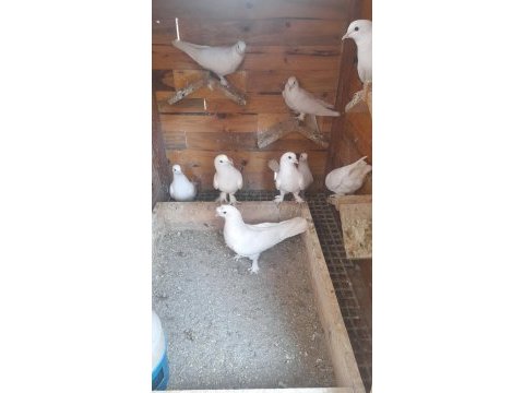 Bir kümes beyaz güvercinler 81 ile gönderim olur