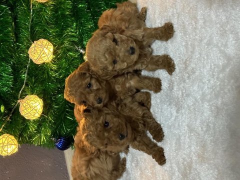 50 günlük toy poodle