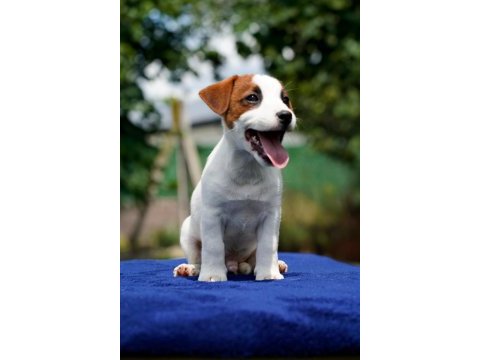 Safkan tr de nadir jack russell 120 günlük erkek