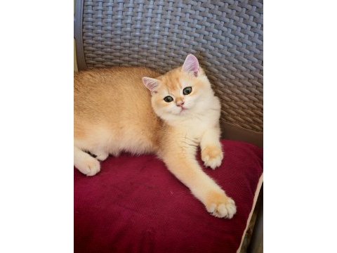 Ny 12 erkek british shorthair