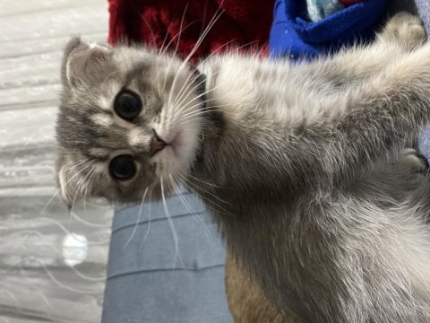 İki tane erkek yavru scottish fold