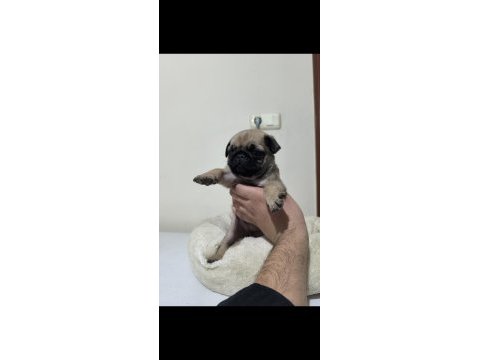 A kalite sıfır burun pug mops yavrularımız