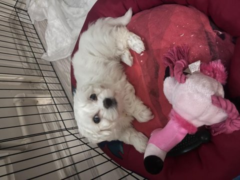 Maltese terrier köpeği