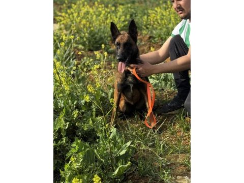 Belçika malinois 3 dişi