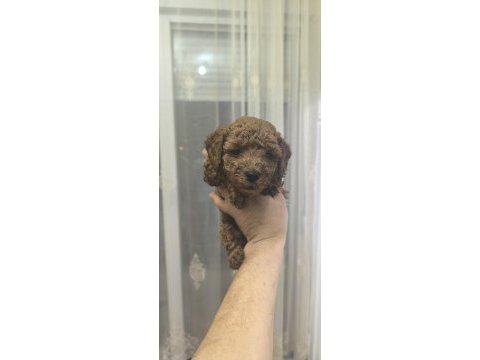 Bebek köpeklerim yeni ailesiyle tanışmaya hazırlar