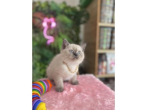 Irk sağlık garantili british shorthair