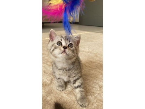 3 dişi ve 1 erkek british shorthair yavrular