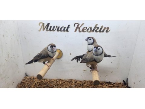 Her türden salmaya alışık finch