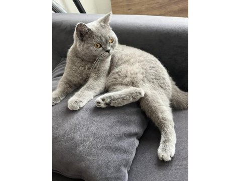Uysal ve sevimli british shorthair kedimiz cindy