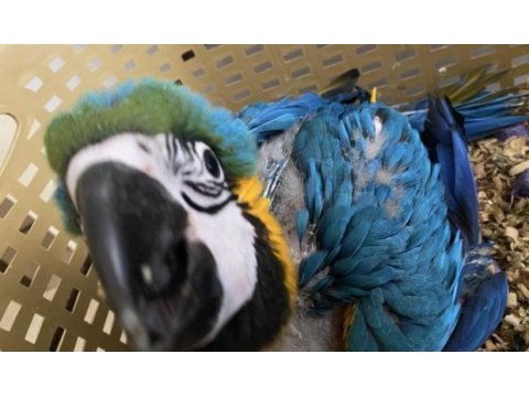 Blue gold macaw bebek çipli