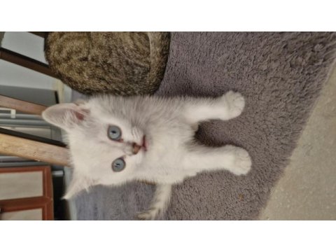 Bursa yavru british shorthair uygun aileye