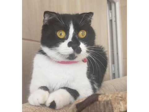 Ücretsiz bi color scottish fold dişi