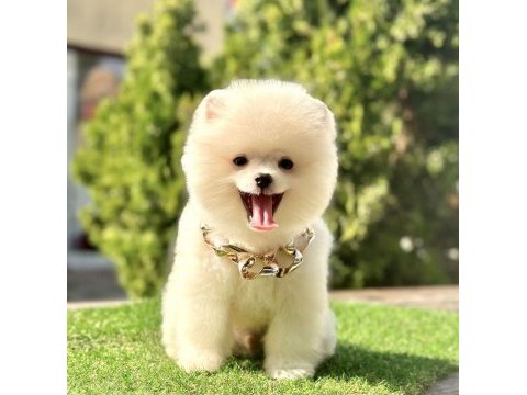 Sevimli pomeranian boo yavrularımız
