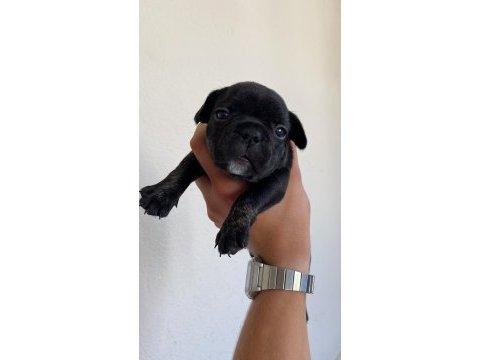40 günlük french bulldog yavruları
