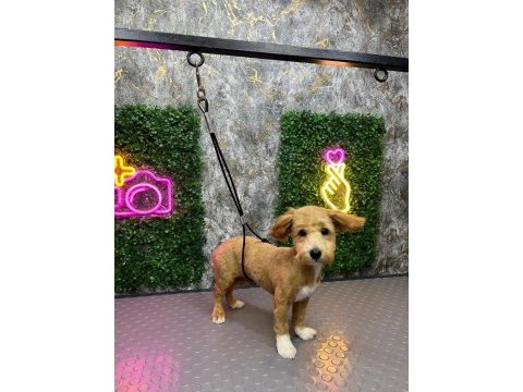 5 aylık maltipoo aşıları tam kıyafet aksesuarlar hediye