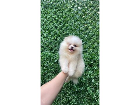 Irk ve sağlık garantili ayıcık surat pomeranian boo bebekler