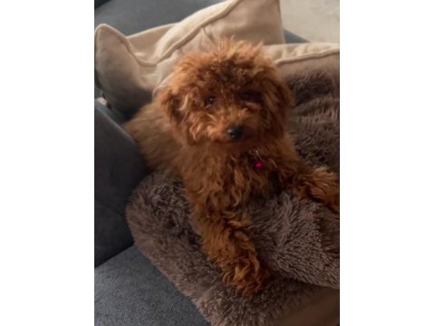 Beş aylık tuvalet eğitimi ve aşıları tam toy poodle