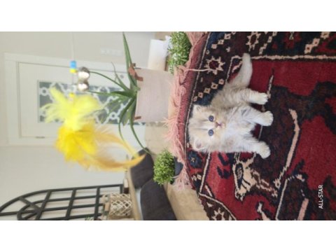Safkan british longhair erkek