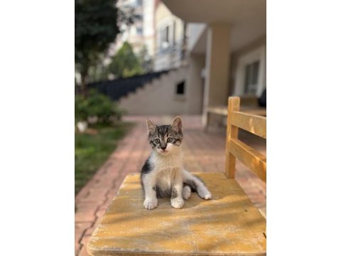 3 aylık ücretsiz yavru kedimiz