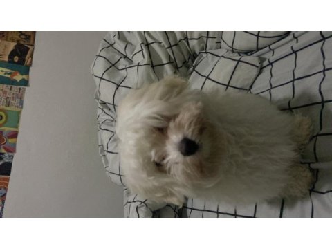 Maltese terrier 4 aylık köpeğim