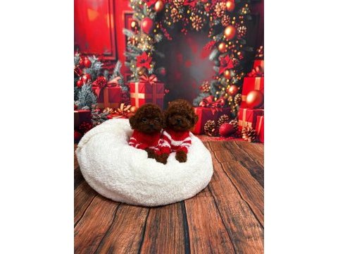 Kore poodle yavrular