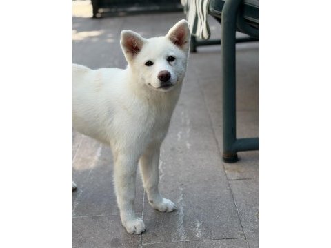 5 aylık aşıları bitmiş orjinal japon akita yavrumuz
