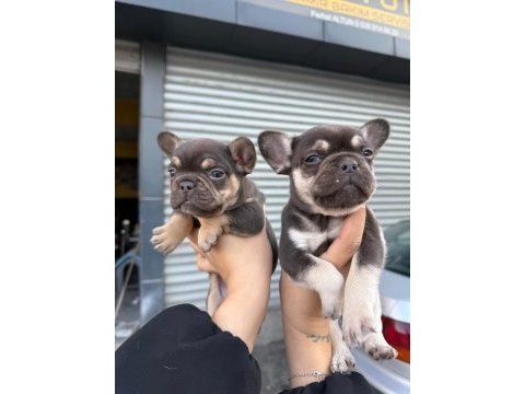 French bulldog 45 günlük