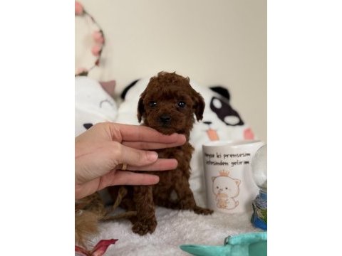 Muhteşem poodle bebekler