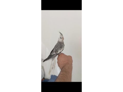 Albino ve white face sultan papağanı yavrular jumbo boy