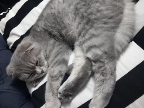Scottish fold 7-8 aylık erkek kedimiz