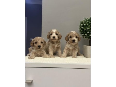 Maltipoo yavrularmız