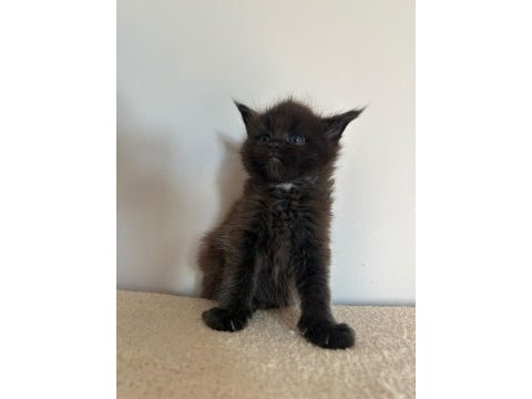 Sağlık ve ırk garantili minik maine coon devler