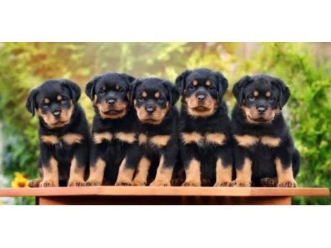 Rottweiler yavrular