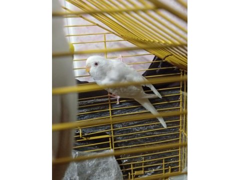 Dişi erkek muhabbet kuşu dişi olan albino