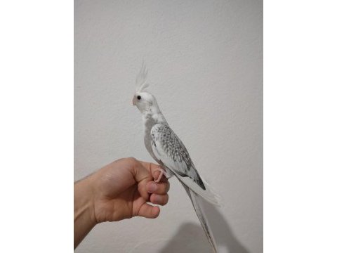 Erkek yavru sultan papağanlar