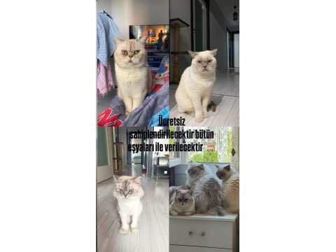 1 anne 2 yavrusu kediler ücretsiz sahiplendirilecek