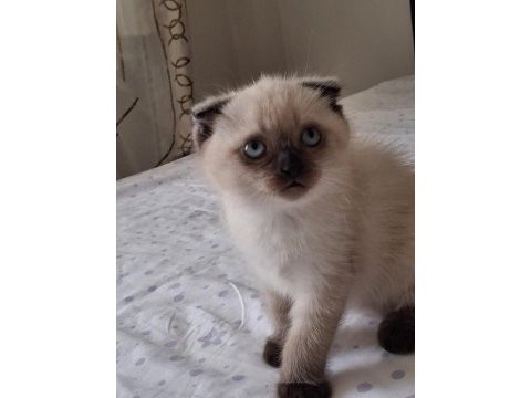 British shorthair yavrularımız
