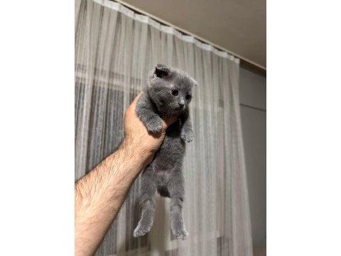 3 erkek scottish fold yavrum
