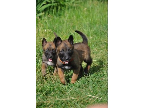 Belçika malinois yavrularımız evinizin neşesi olacaktır