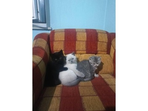 British shorthair 3 aylık dişi yavrular