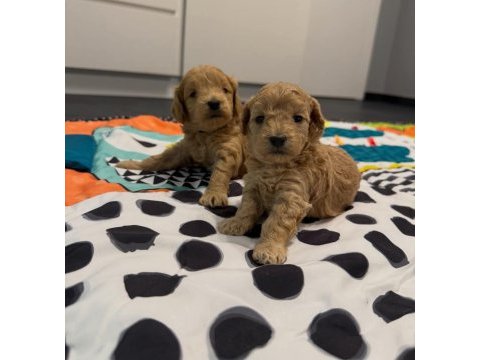 Minik maltipoo yavrularımız