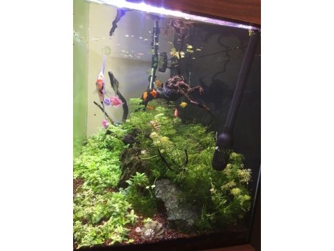 Canlı bitkili full + full akvaryumm