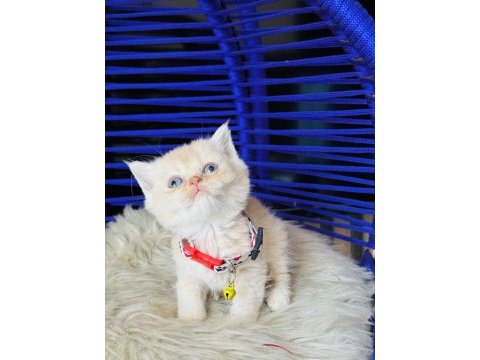 British shorthair krem rengi yavru